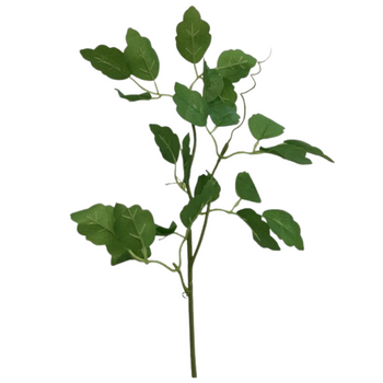 GAŁĄZKA MORNING GLORY [18694]